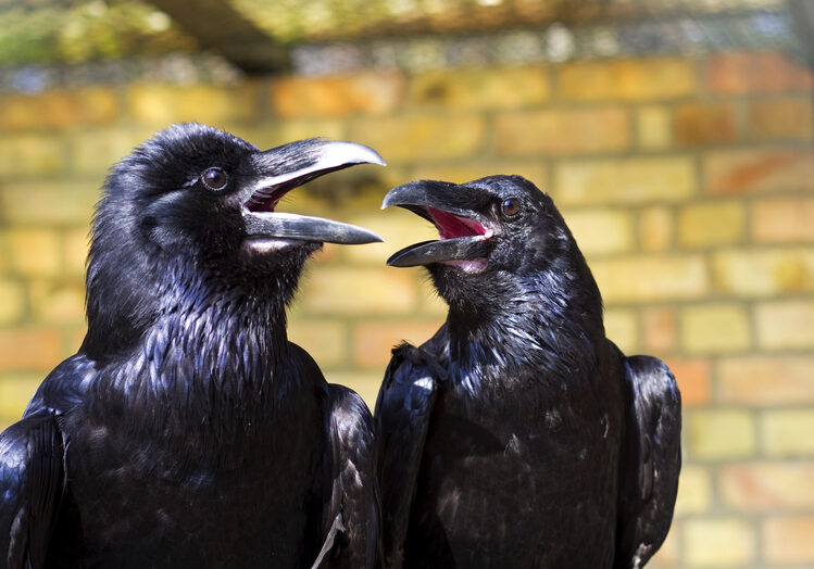 birds gossiping2